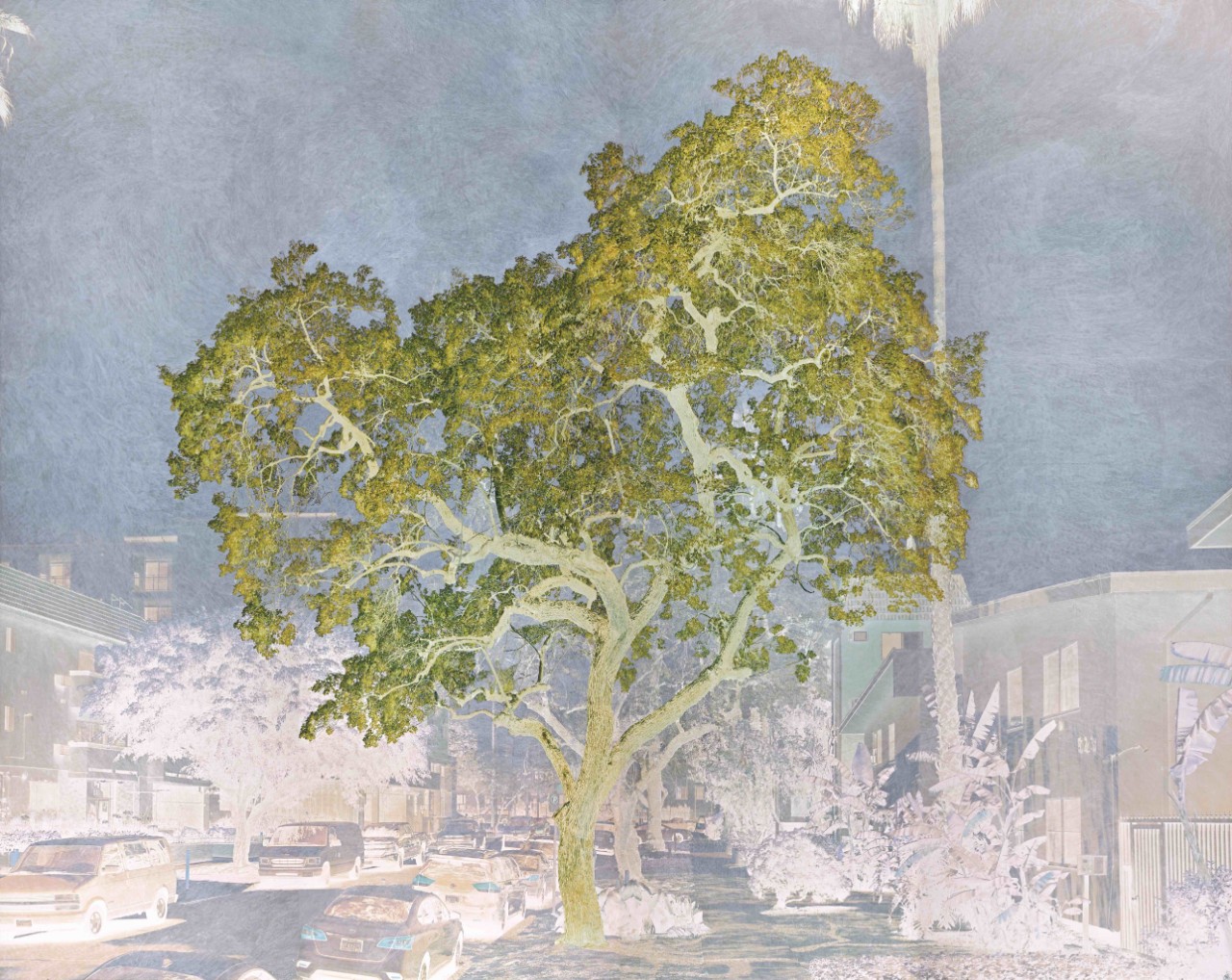 drawing of a beautiful tree with green leaves in a street setting with houses just in black and white pencil, no colour