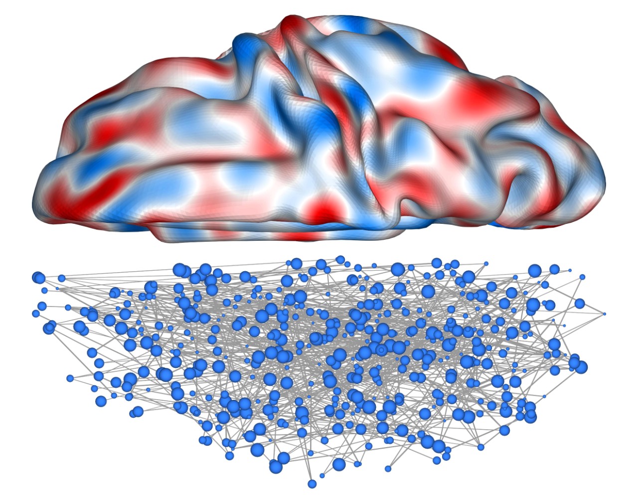 A study of brain shape and geometry. Courtesty Dr James Pang, Monash University