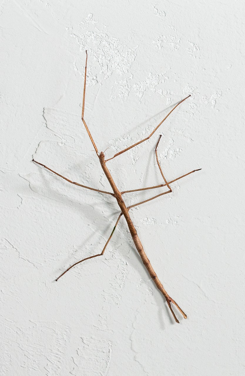 Stick insect