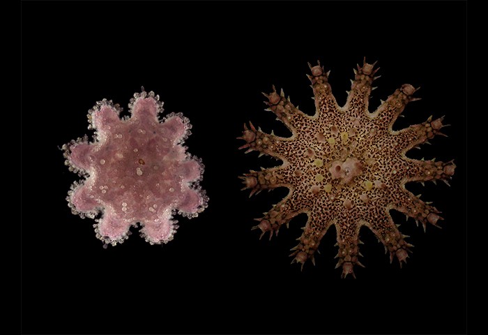 Juvenile crown-of-thorns starfish. 