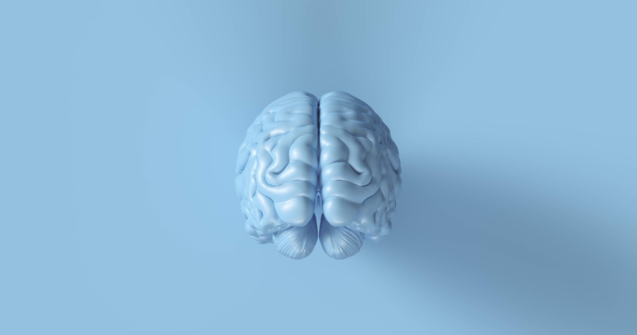 Brain 