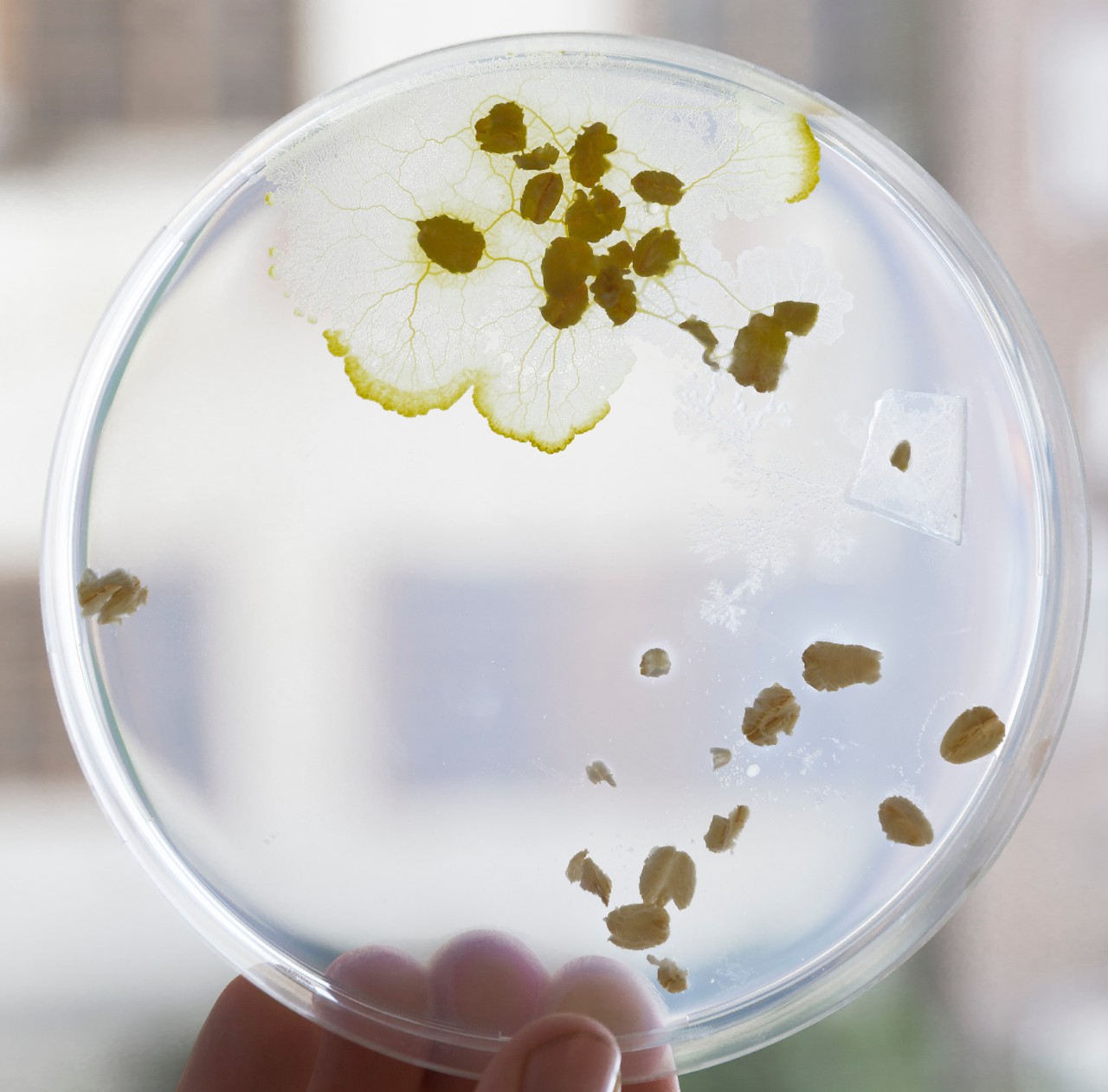 A slime mould