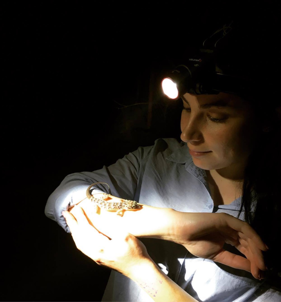 PhD researcher Jessica Agius spotlighting critically endangered lizards in the field on Christmas Island to find out if they are infected with Enterococcus lacertideformus.