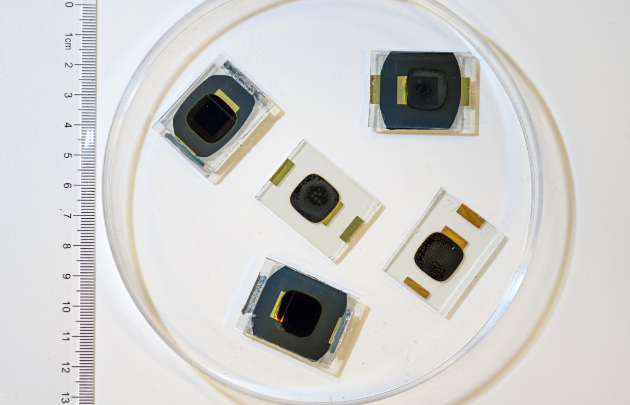 A sample of some of the perovskite cells used in the experiment. Photo: UNSW