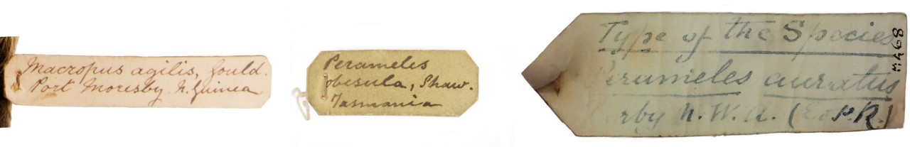 Old paper tags with calligraphic handwriting