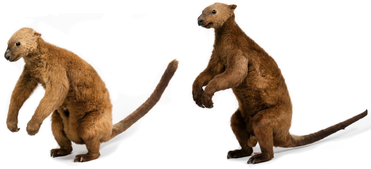 Two taxidermied tree kangaroos