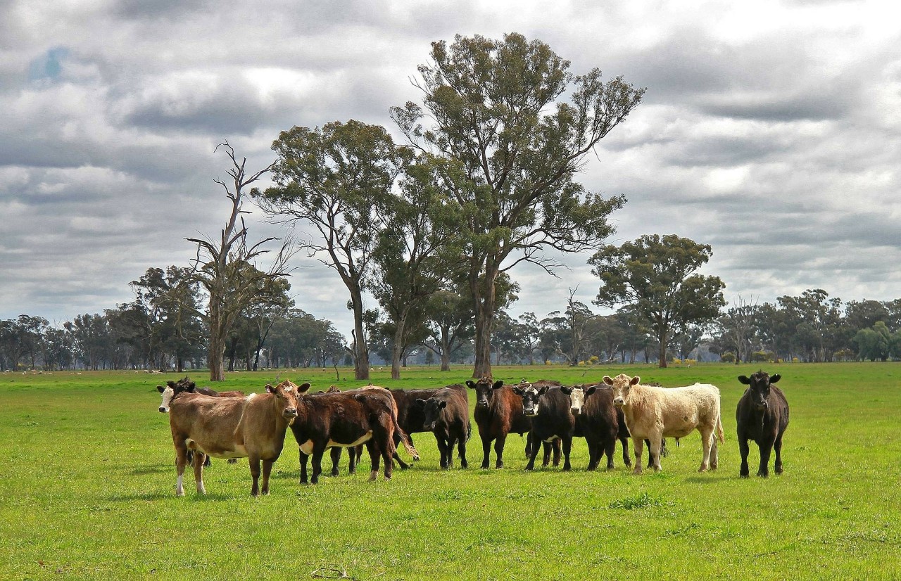 Image of a cattle
