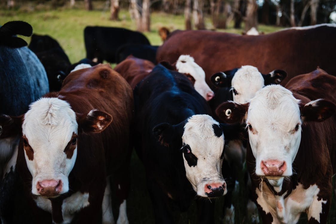 Herd of cows