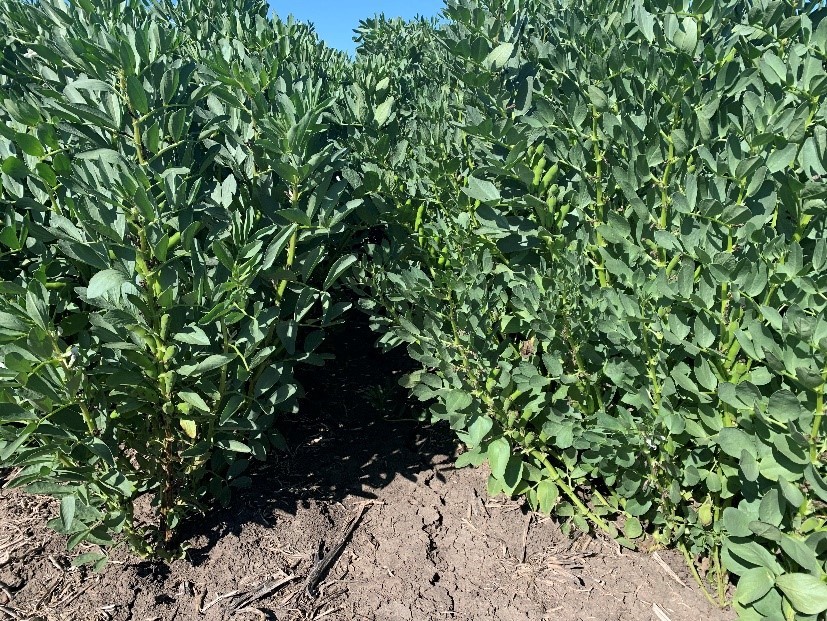 Faba bean variety FBA Ayla