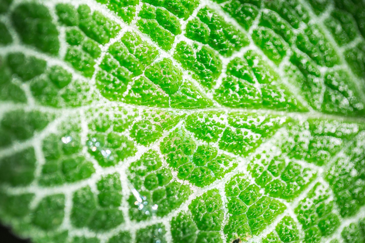 Leaf