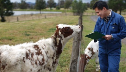Man with a cow