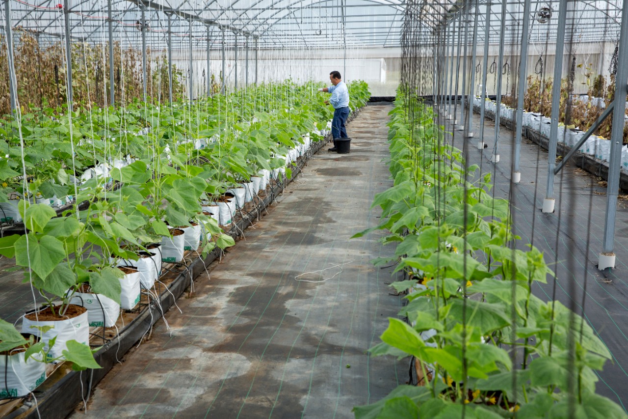 Greenhouse