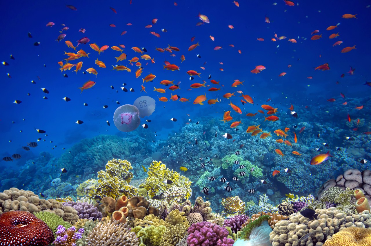 Fish swimming on a coral reef. Credit: Adobe Stock