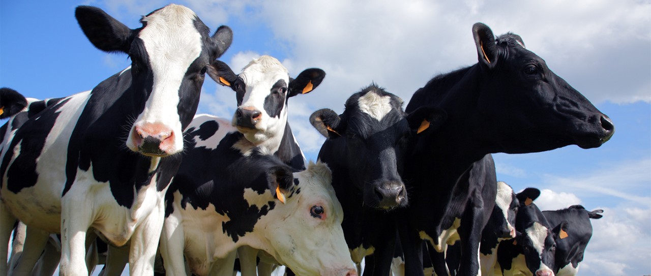 Herd of cows