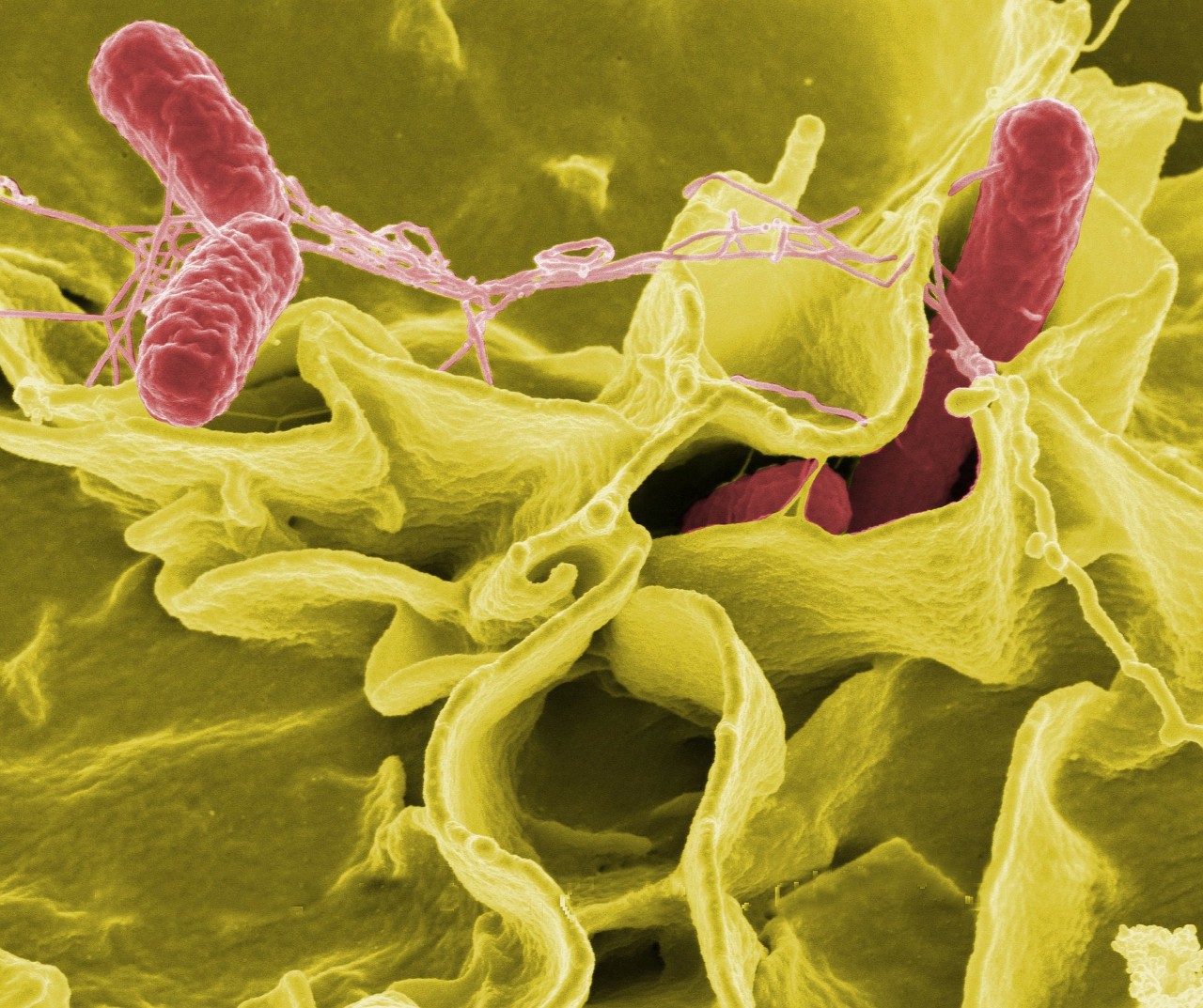 •	Genetic variants of the pathogen are linked through just a few degrees of separation – likely leading to more severe epidemics