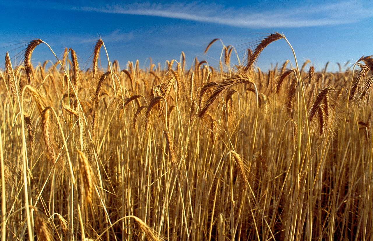 Glyphosate is used widely on modified cultivars of common crops to control weeds.