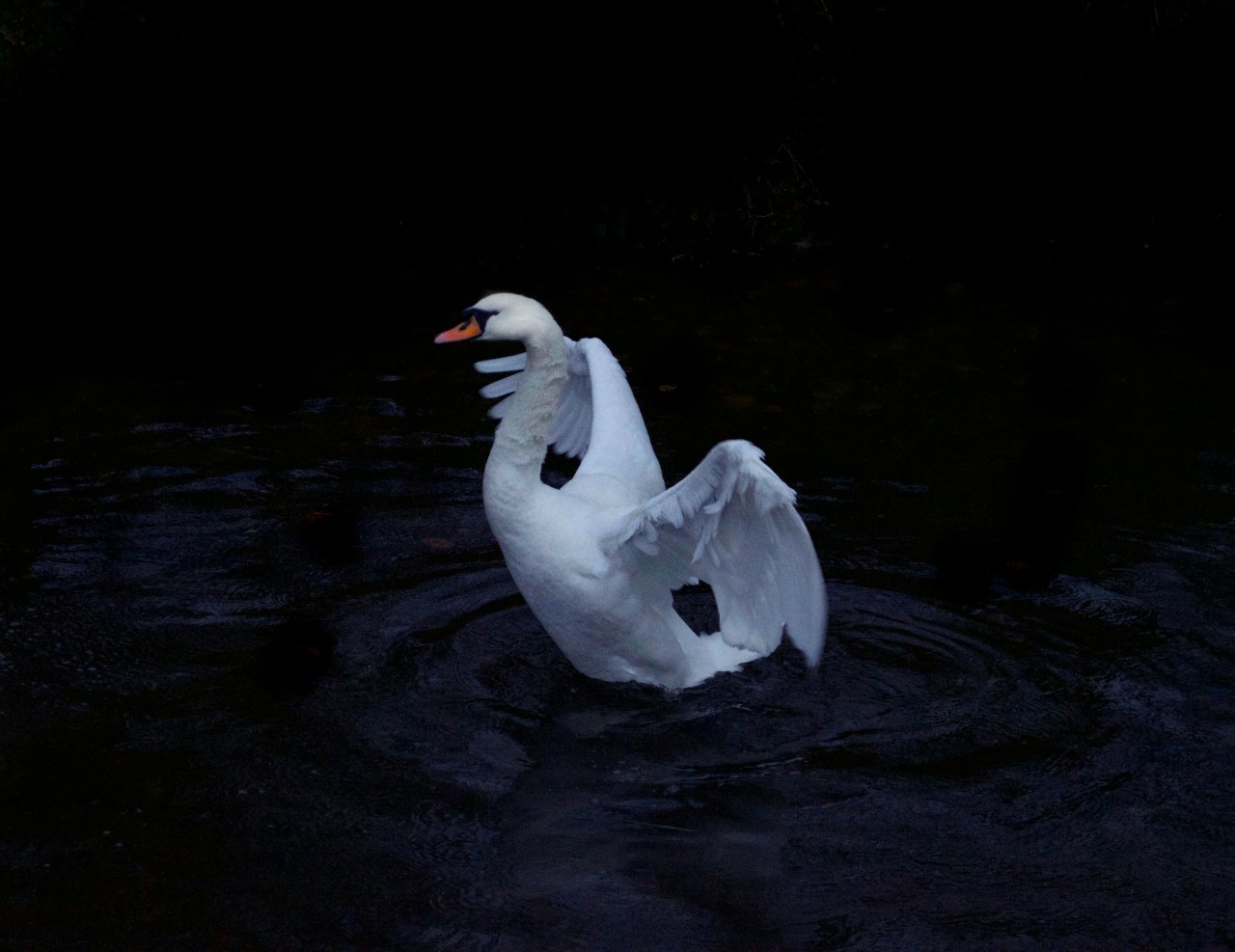 bird photo