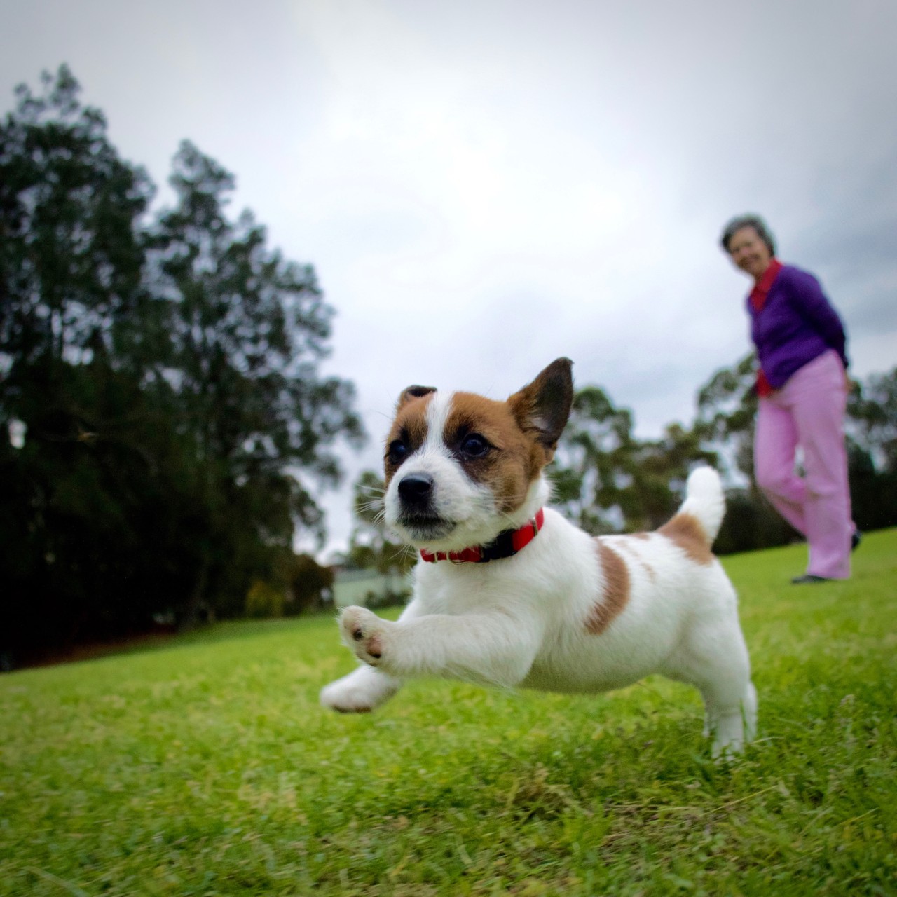 coco-the-dog