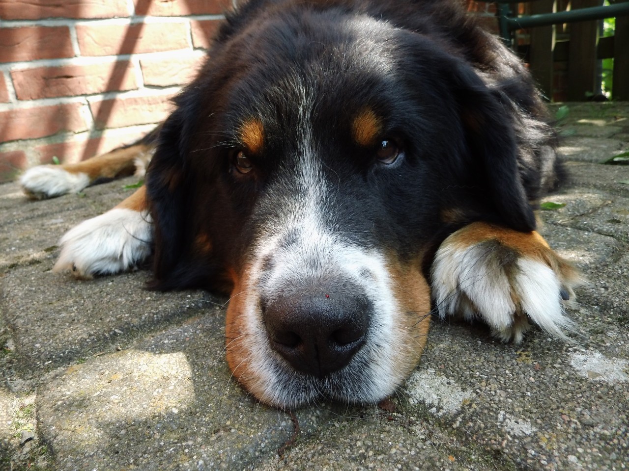 heat-related illness in animals