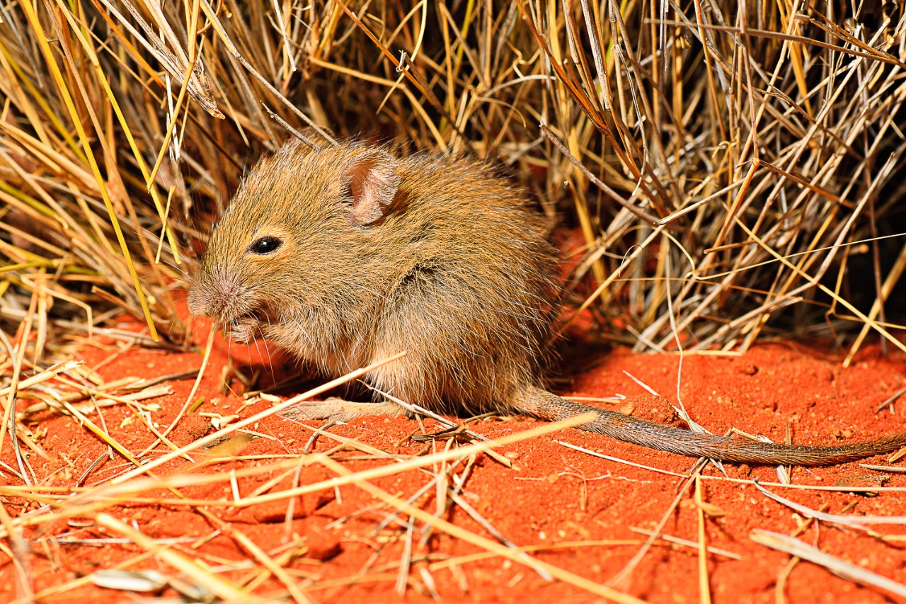 Under threat: the desert mouse, Pseudomys desertor, is critically endangered in NSW.