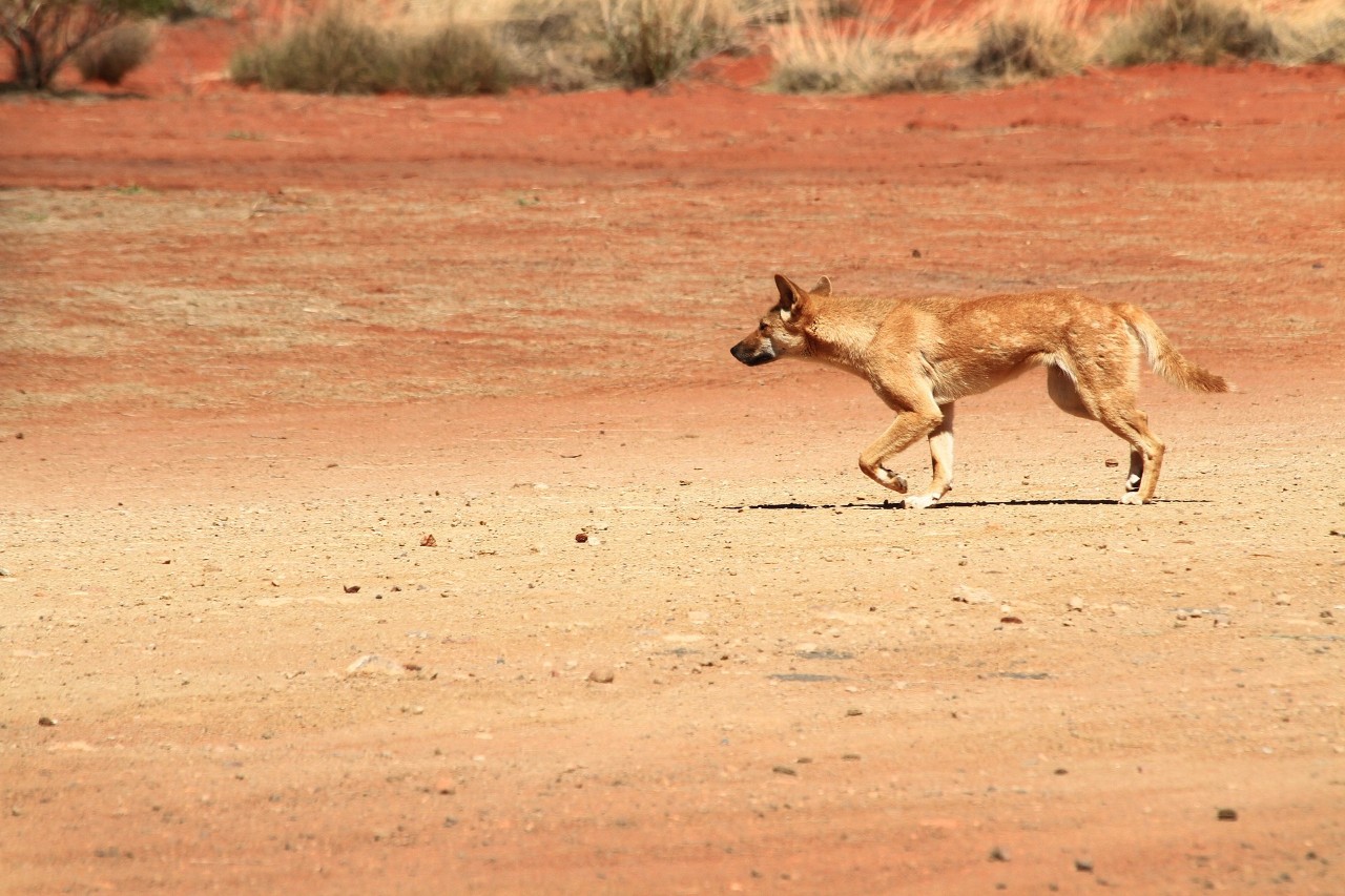dingo