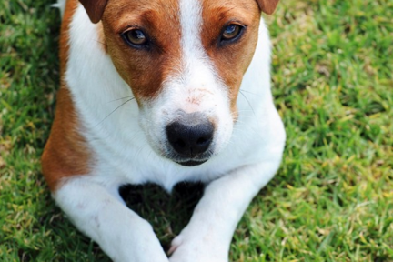dog puppy wellbeing mindfulness depression anxiety