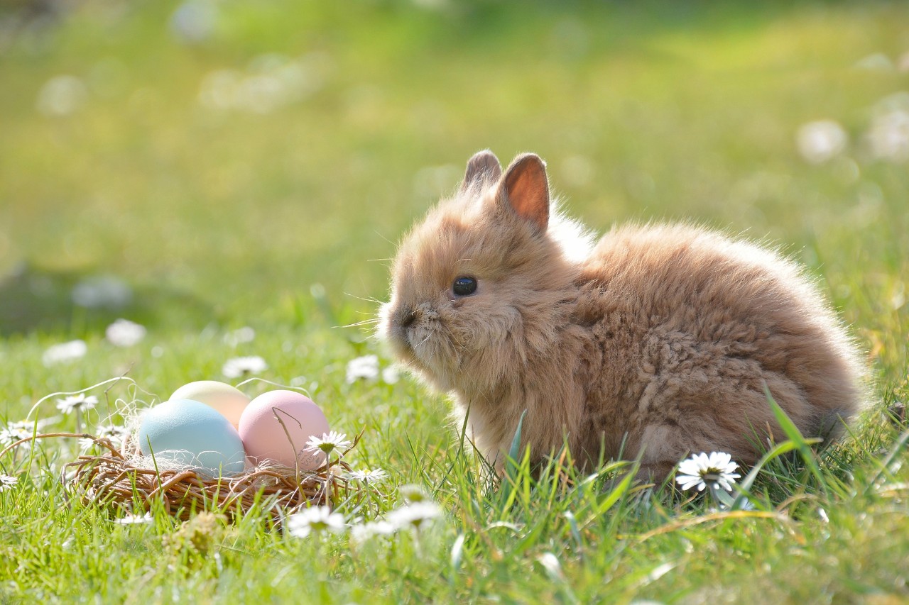 Easter bunny