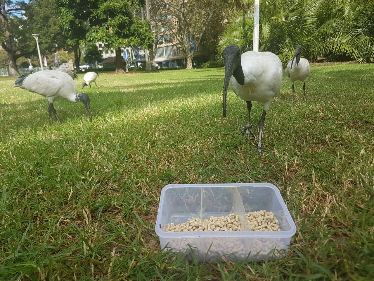 A white ibis prepares to tuck in. Photo: Zhixian Sui