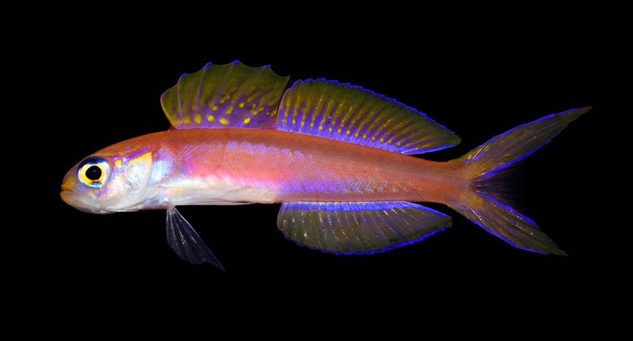 A female Navigobius kaguya. Photo by S.K.Tea.