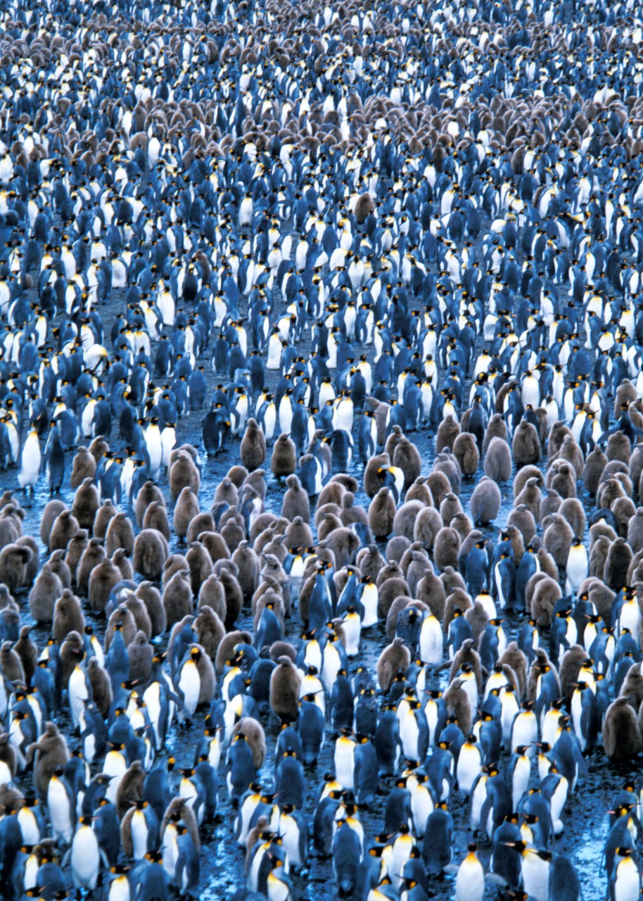 A group of penguins