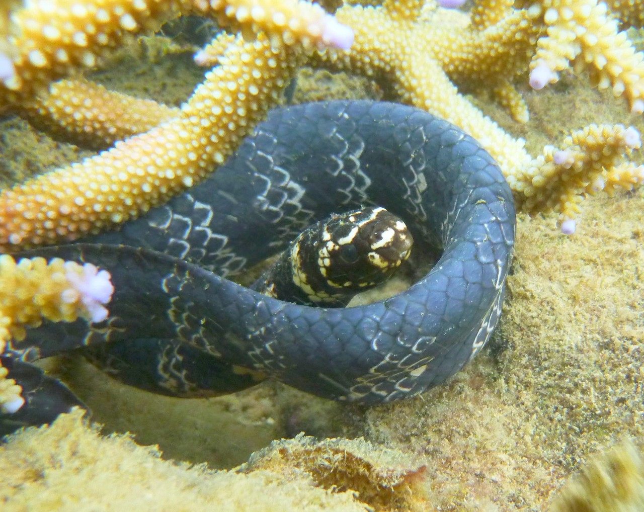 Turtle-headed seasnake. Photo: Claire Goiran