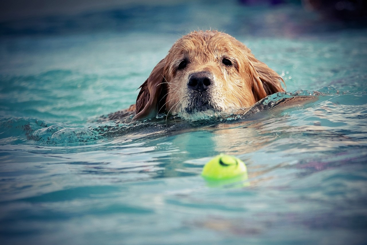Just like us, assistance animals and pets need access to water and shade when it's hot outside.