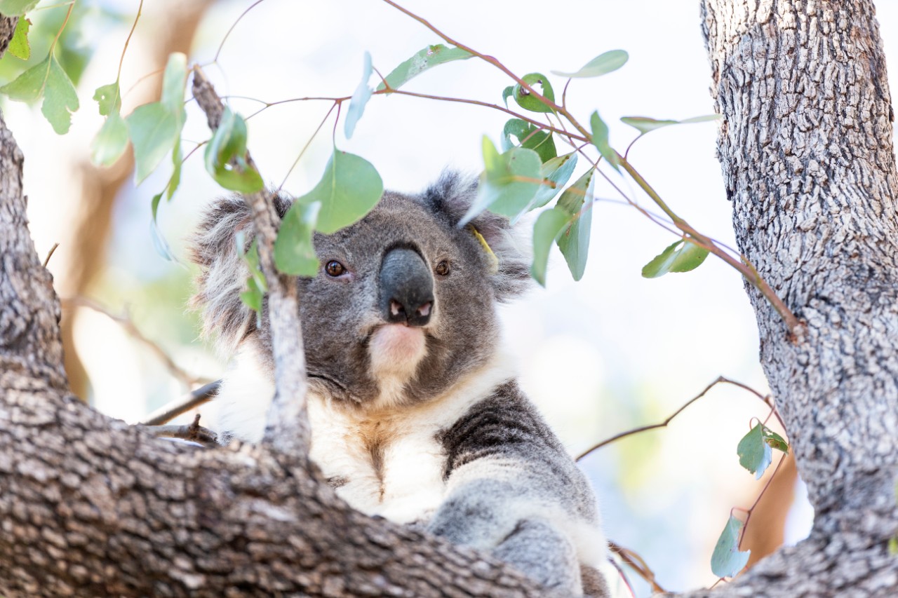 Koala