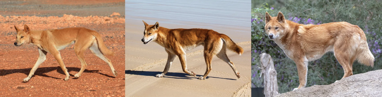 Three dingo varieties