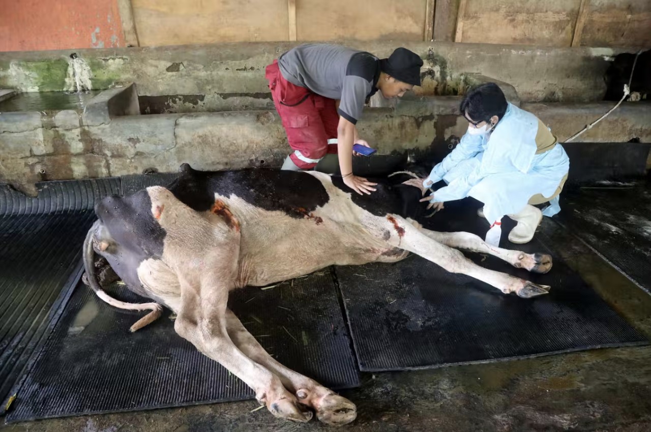 A cow with foot and mouth disease.