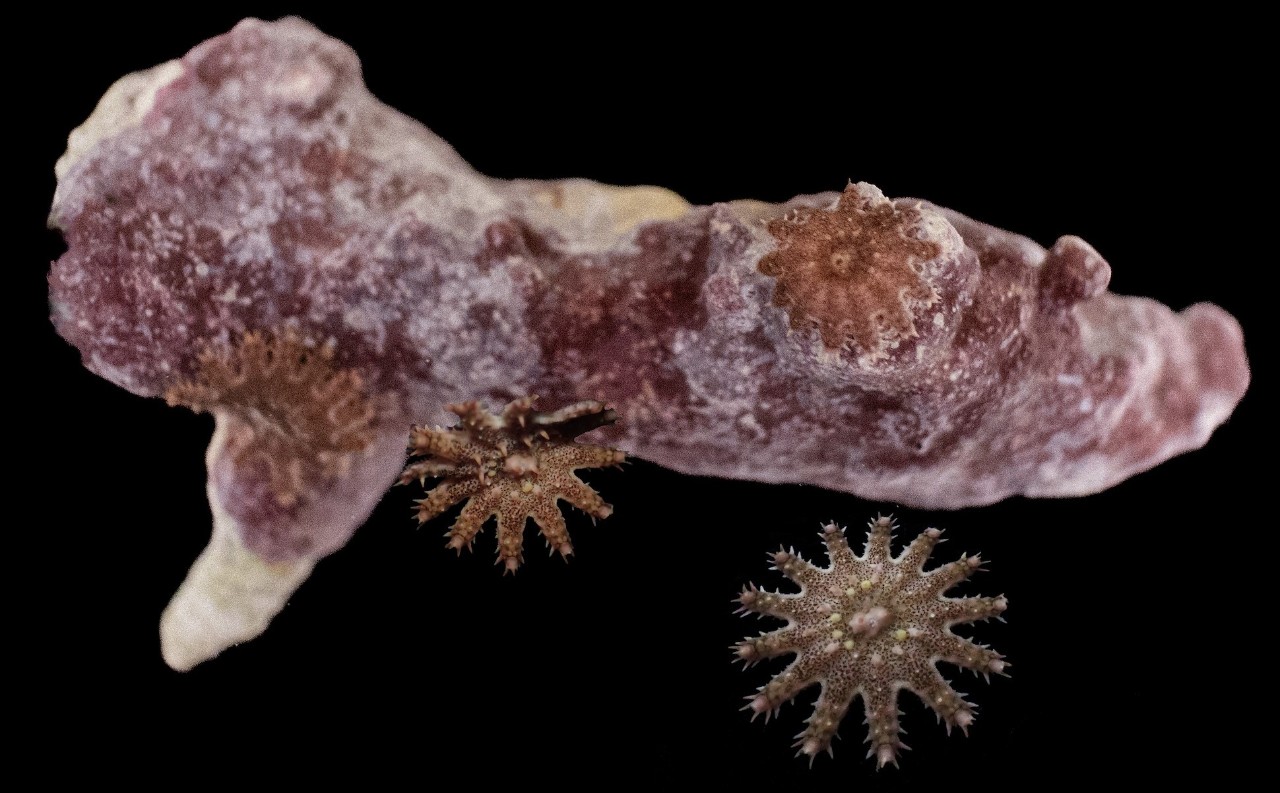 Juvenile crown-of-thorns starfish pictured with coral.