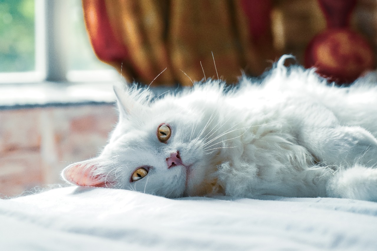 Photo of a cat indoors on a couch