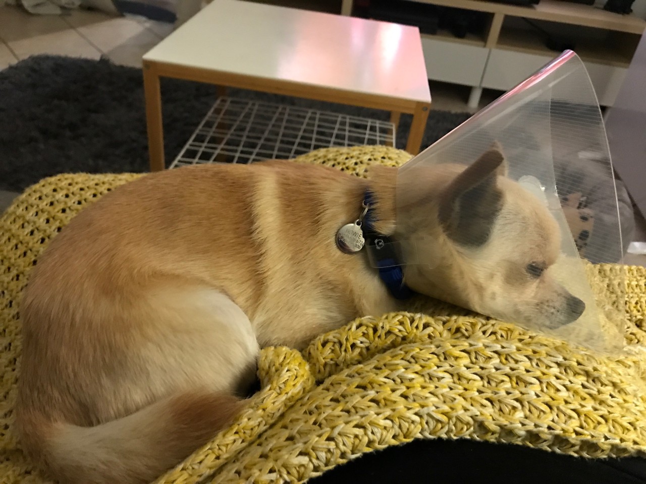 photo of a sleeping dog in a cone