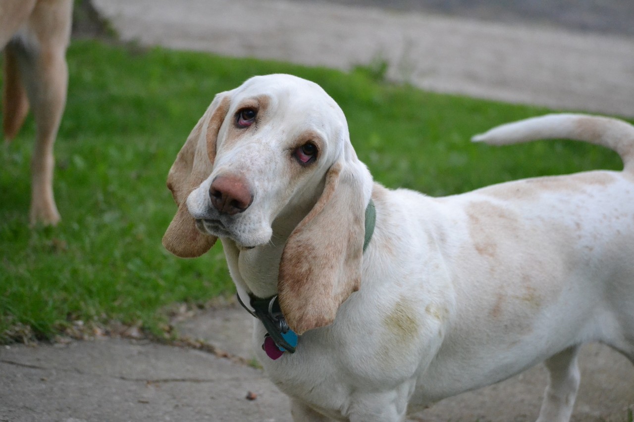 photo of a dog looking confused, cocked head