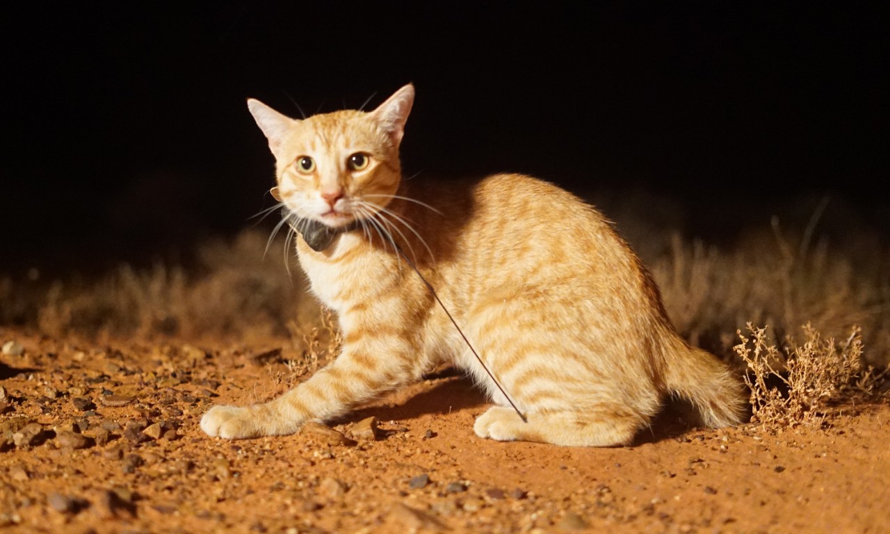 Feral cat