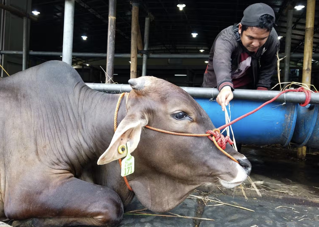 A cow in Indonesia.