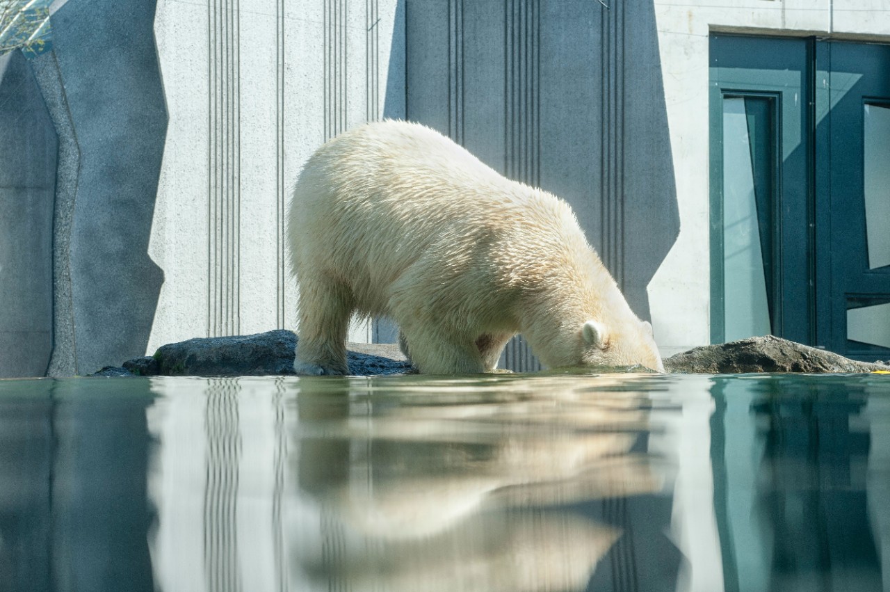 A polar bear