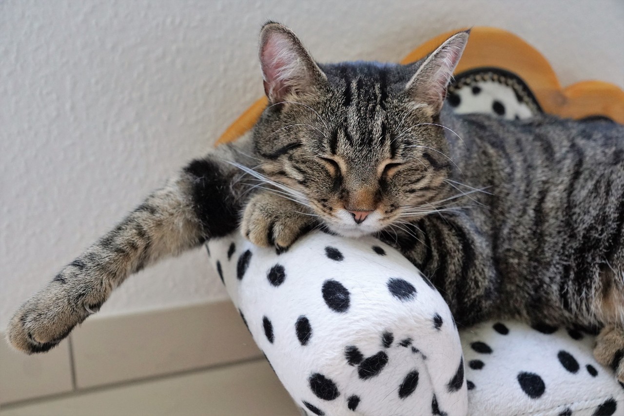 photo of a sleeping cat