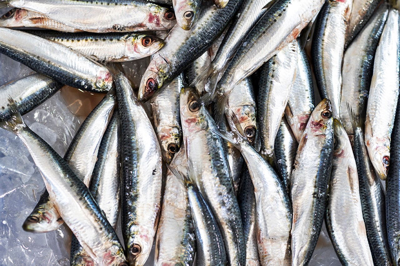 Pilchards for sale at the Sydney Fish Market. 