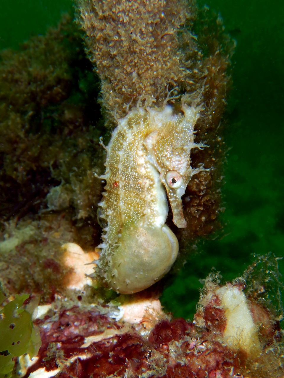 Pregnant-seahorses 