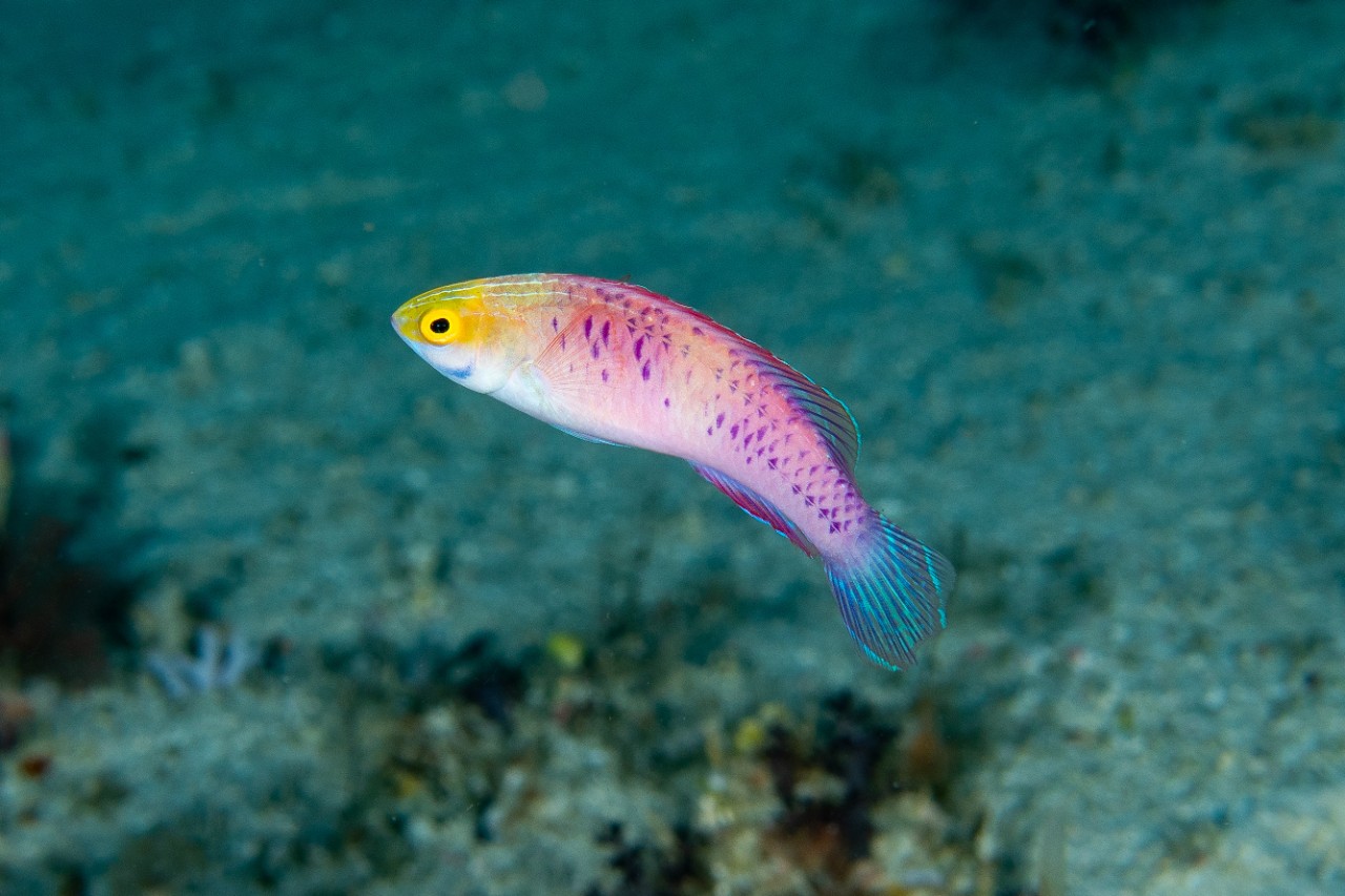 Cirrhilabrus wakanda swims more than 60 metres below the surface. Photo: Luiz Rocha/California Academy of Sciences