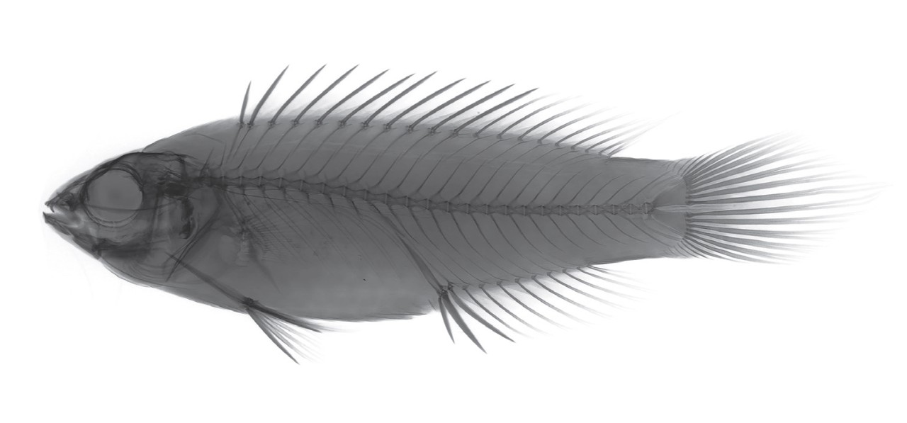 Cirrhilabrus wakanda in X-ray.