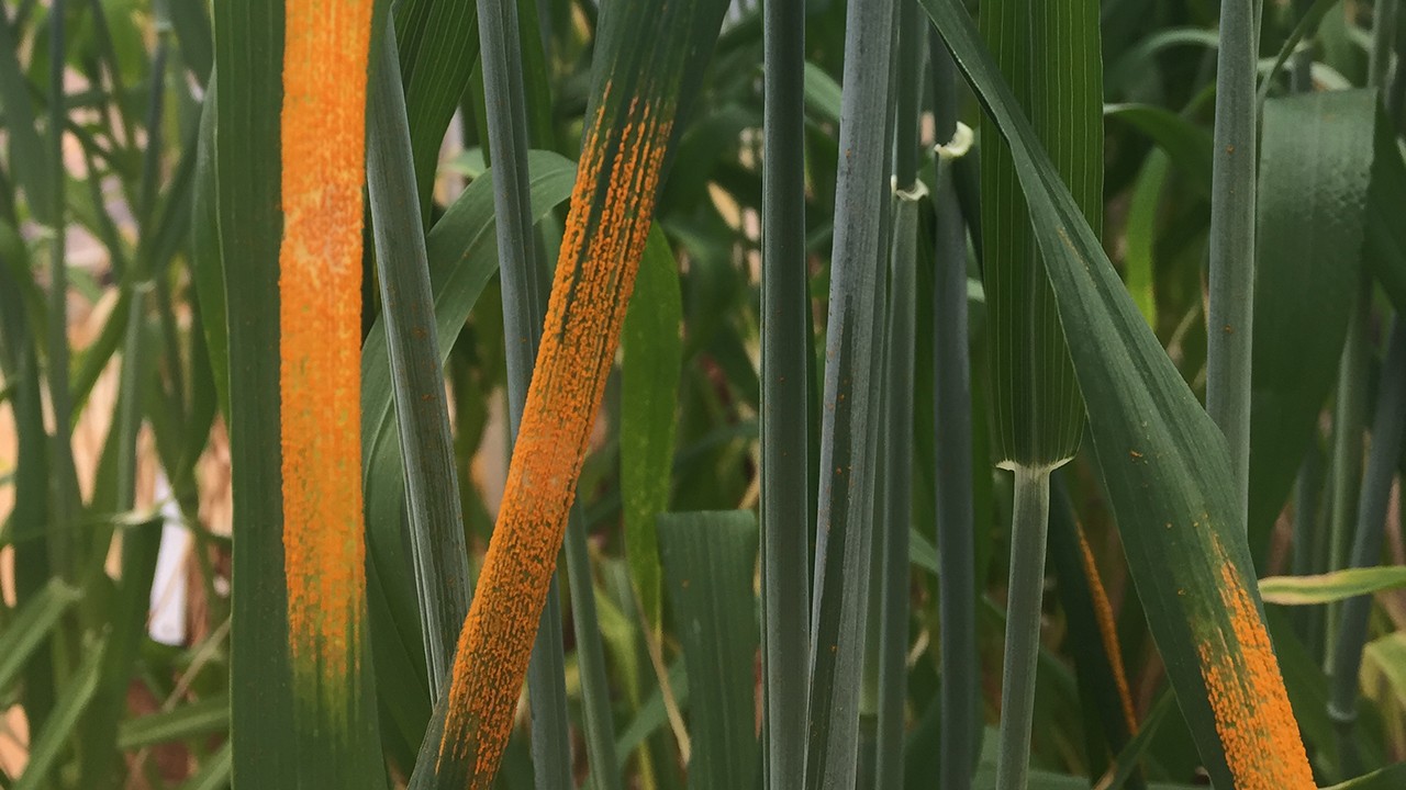 A third of the world's population relies on wheat for food.