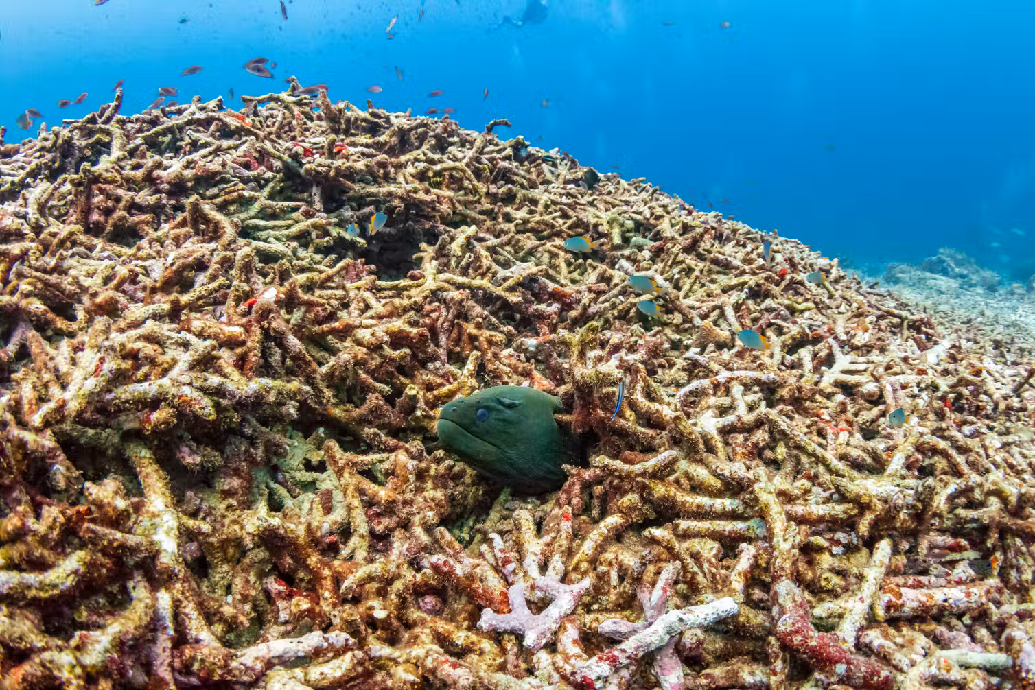 The Great Barrier Reef 