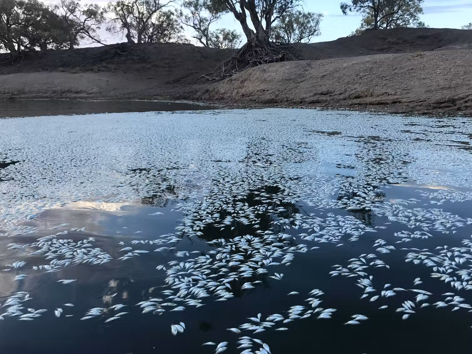 Dead fish in Menindee 